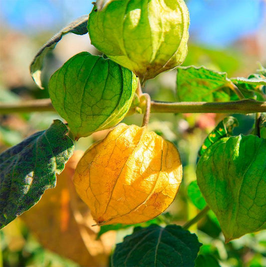 Altın çilek golden berry (20 tohum) - Bahçevilya 