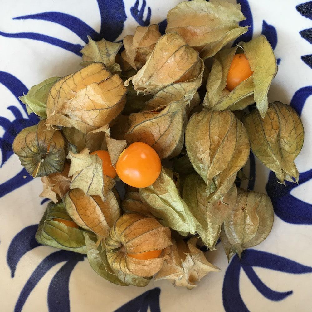 Altın çilek golden berry (20 tohum) - Bahçevilya 