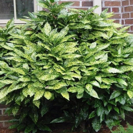 Bahçevilya 2 adet Akuba Lekeli Defne Fidanı [Variegata]2 - 3 yaş arası tüplü - Bahçevilya