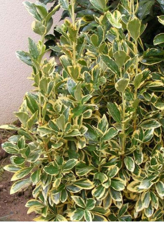 Bahçevilya Alacalı Taflan Fidanı Hızlı Büyüyen Çalı Bitkisi 1 - 2 yaş arası - Bahçevilya