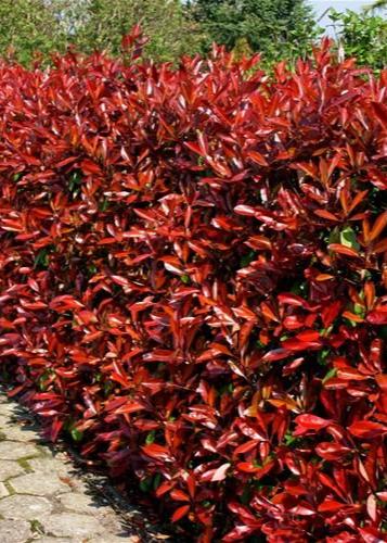 Bahçevilya Alev Ağacı [BOYLU] 2 Yaş saksılı - Bahçevilya