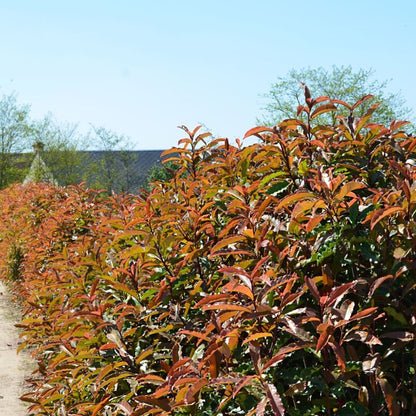 Bahçevilya Alev Ağacı [BOYLU] 2 Yaş saksılı - Bahçevilya