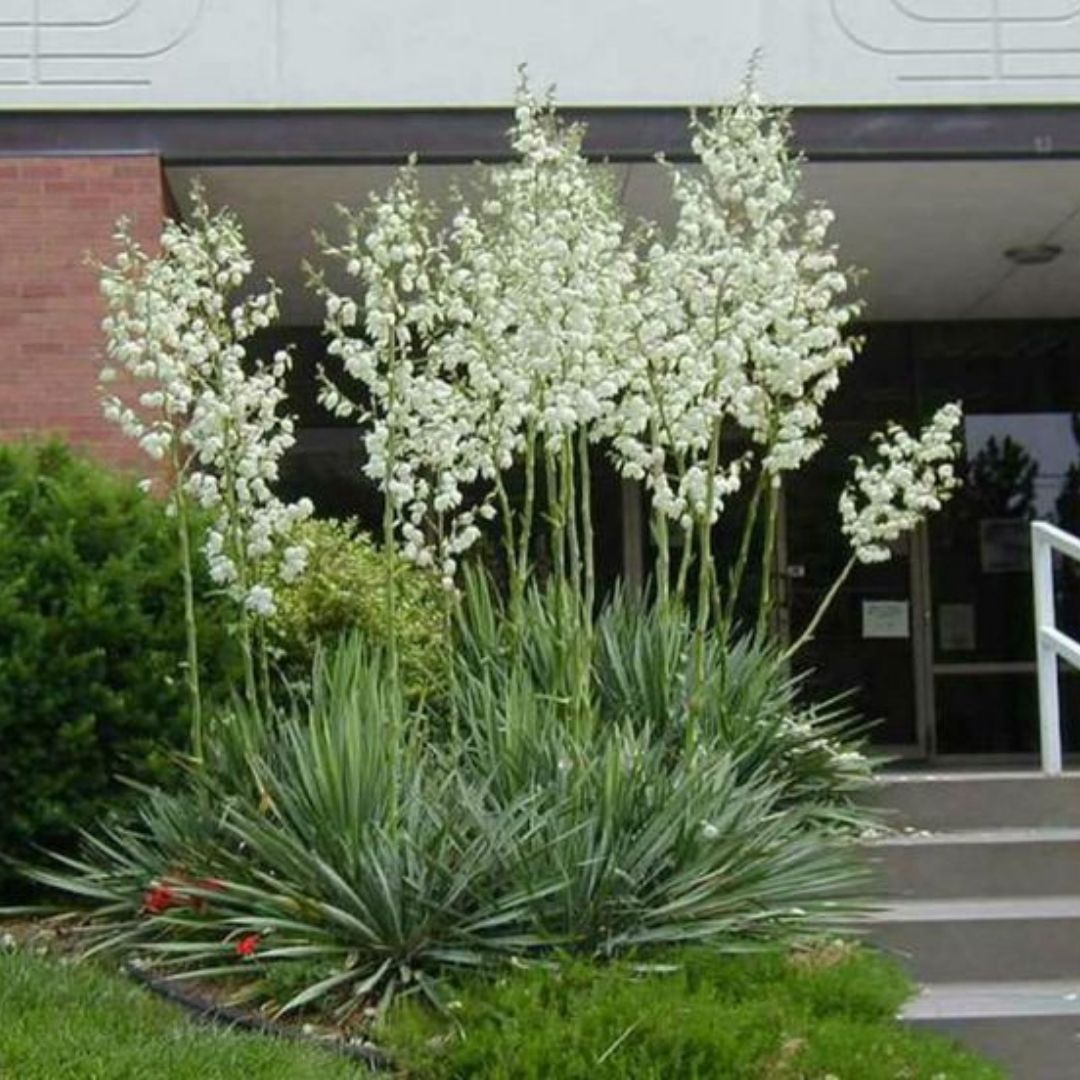 Bahçevilya Avize Çiçeği Yucca Filamentosa 2 yaşında tüplü - Bahçevilya