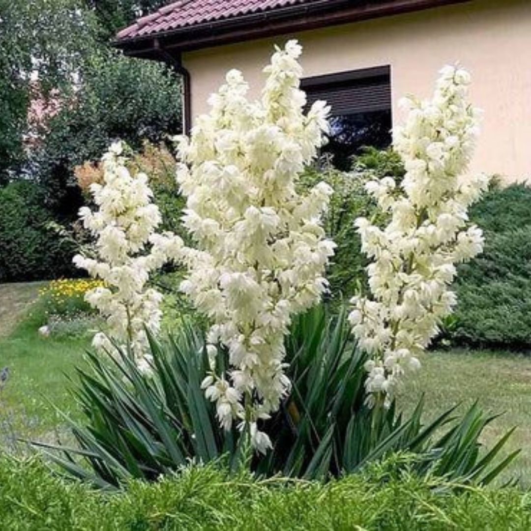 Bahçevilya Avize Çiçeği Yucca Filamentosa 2 yaşında tüplü - Bahçevilya