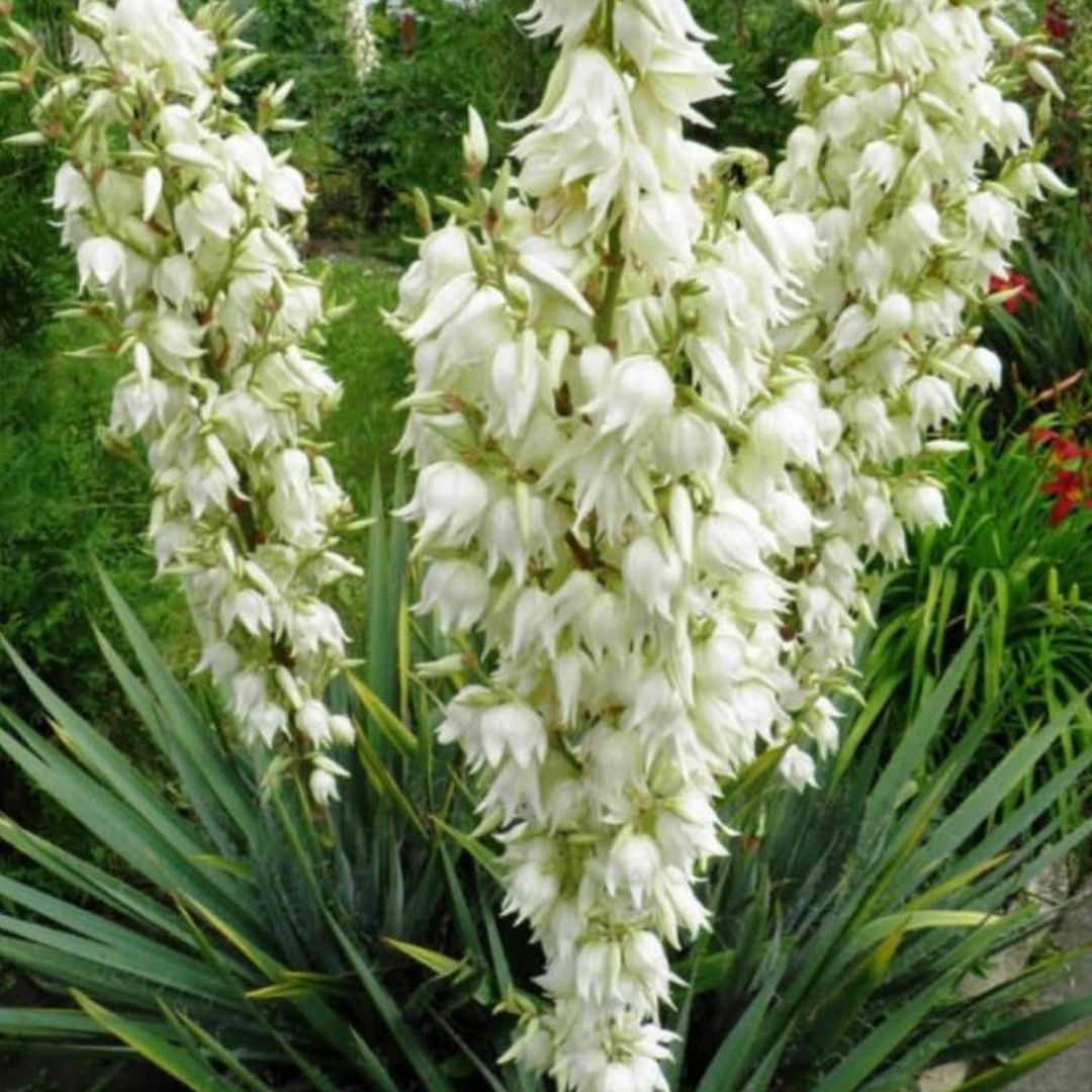 Bahçevilya Avize Çiçeği Yucca Filamentosa 2 yaşında tüplü - Bahçevilya