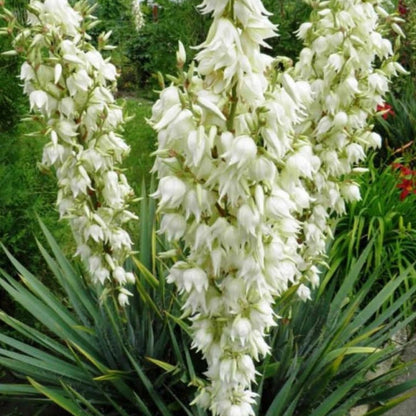 Bahçevilya Avize Çiçeği Yucca Filamentosa 2 yaşında tüplü - Bahçevilya