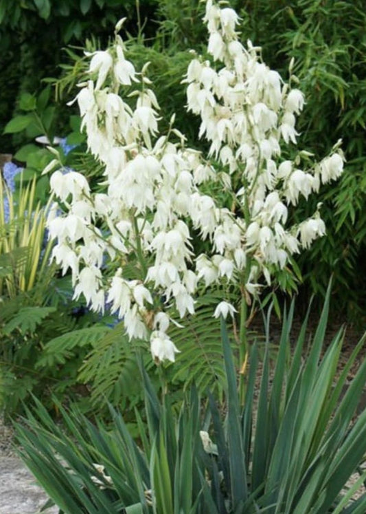 Bahçevilya Avize Çiçeği Yucca Filamentosa 2 yaşında tüplü - Bahçevilya