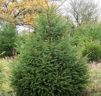 Bahçevilya Batı ladin fidanı 40 - 50 cm boy ( 1 Adet ) 1 - 2 yaş arası tüplü - Bahçevilya