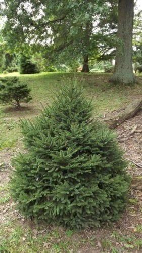 Bahçevilya Batı ladin fidanı 40 - 50 cm boy ( 1 Adet ) 1 - 2 yaş arası tüplü - Bahçevilya