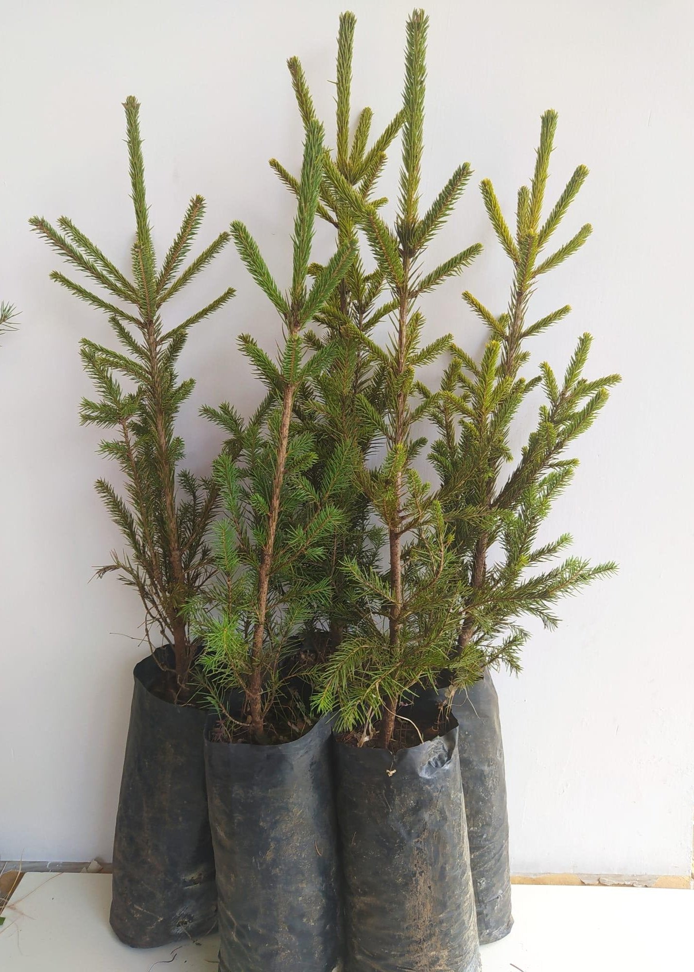 Bahçevilya Batı ladin fidanı 40 - 50 cm boy ( 1 Adet ) 1 - 2 yaş arası tüplü - Bahçevilya