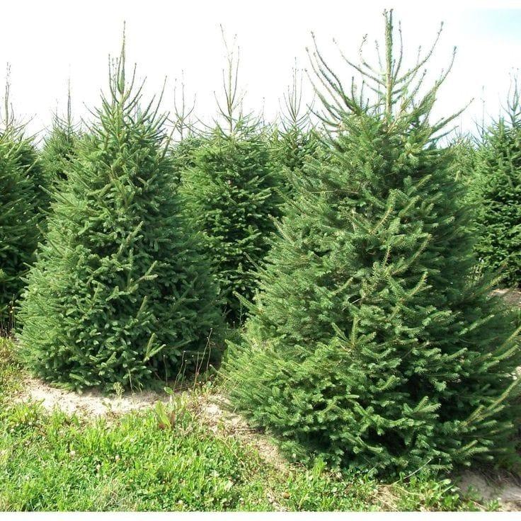 Bahçevilya Batı ladin fidanı 40 - 50 cm boy ( 1 Adet ) 1 - 2 yaş arası tüplü - Bahçevilya