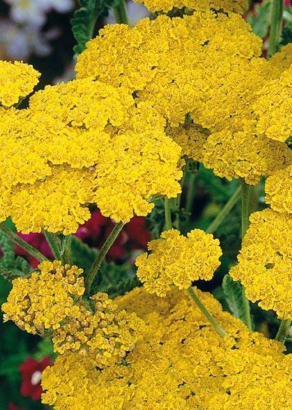 Bahçevilya Civan perçemi (40 tohum) - Bahçevilya