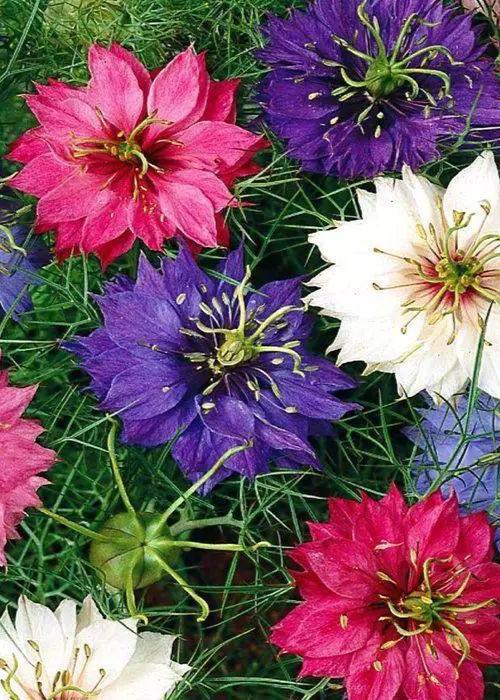 Bahçevilya Çörek Otu çiçeği (20 adet) - Bahçevilya