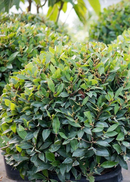 Bahçevilya Defne Ağacı fidanı 1 - 2 yaş arası tüplü - Bahçevilya