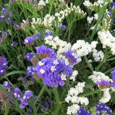 Bahçevilya Deniz lavantası çiçeği tohumu[10 adet tohum] - Bahçevilya