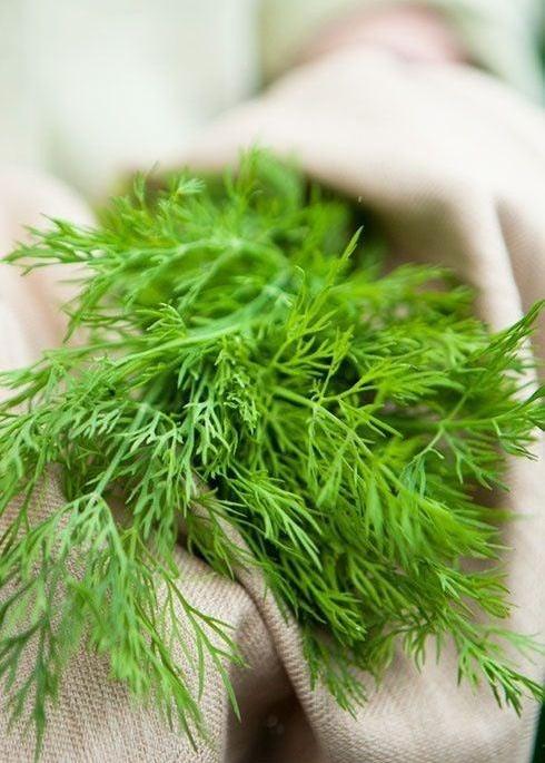 Bahçevilya Dereotu tohumu (100 tohum) - Bahçevilya