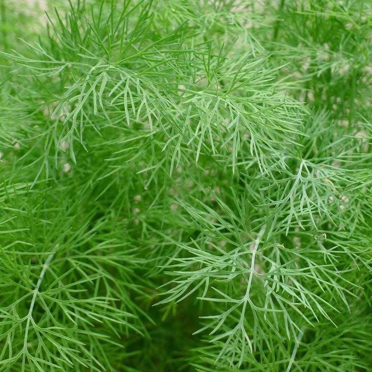 Bahçevilya Dereotu tohumu (100 tohum) - Bahçevilya