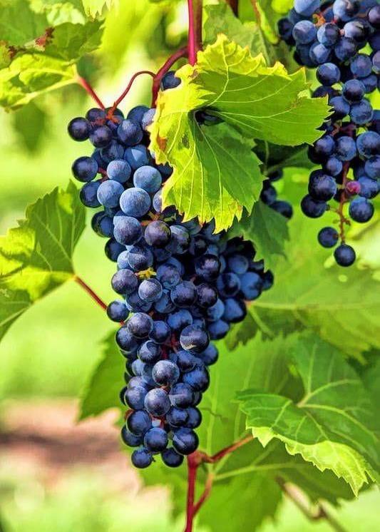 Bahçevilya Dimrit üzüm tohumu - Bahçevilya
