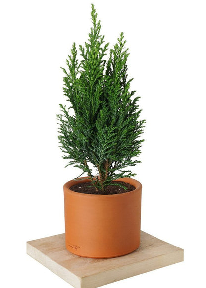 Bahçevilya Elwodi ağaç fidanı [2 yaşında ] tüplü - Bahçevilya