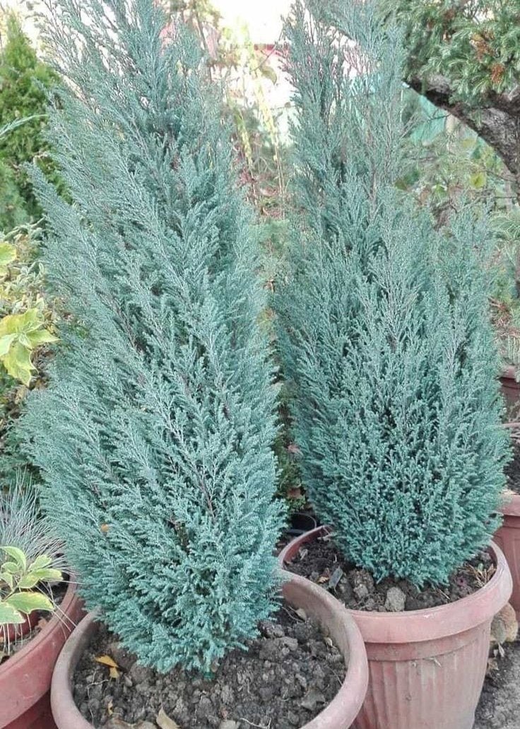 Bahçevilya Elwodi ağaç fidanı [2 yaşında ] tüplü - Bahçevilya