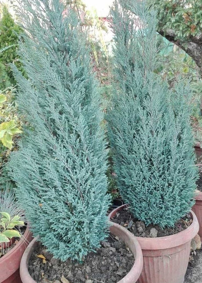 Bahçevilya Elwodi ağaç fidanı [2 yaşında ] tüplü - Bahçevilya