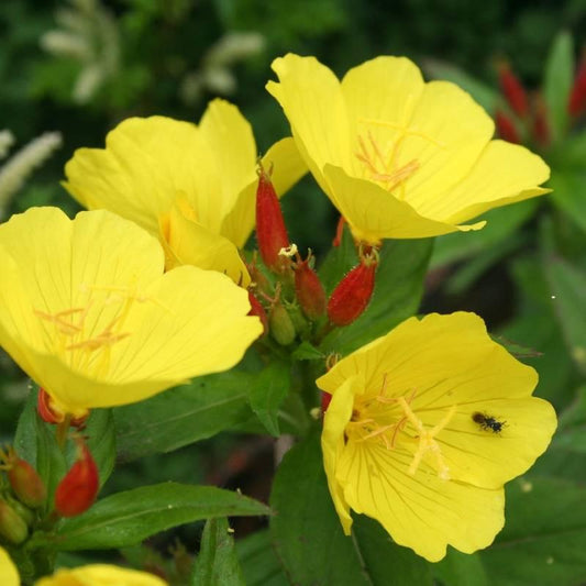 Bahçevilya Ezan Çiçeği tohumu (40 adet) - Bahçevilya