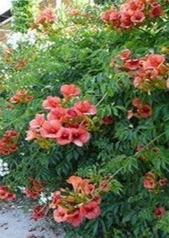 Bahçevilya Gramofon çiçeği tohumu 5 adet - Bahçevilya