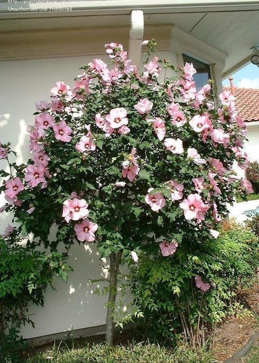 Bahçevilya Gül Hatmi ağacı tohumu (10 tohum) - Bahçevilya