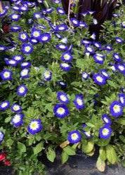 Bahçevilya Gündüz Güzeli (25 Adet Tohum) - Bahçevilya