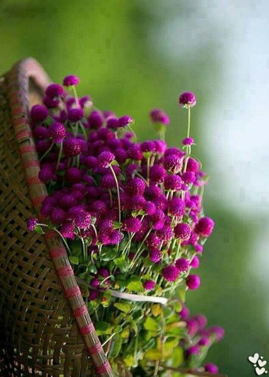 Bahçevilya Hanım Düğmesi tohumu [30 adet ] - Bahçevilya