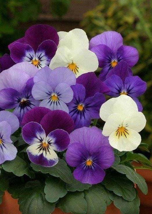 Bahçevilya Hercai Menekşe (25 tohum) - Bahçevilya