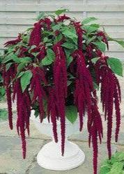 Bahçevilya Horozibiği. (100) tohum - Bahçevilya