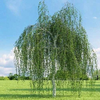 Bahçevilya Huş ağacı fidanı (50*80 cm boylarında) 1 - 2 yaş arası tüplü - Bahçevilya