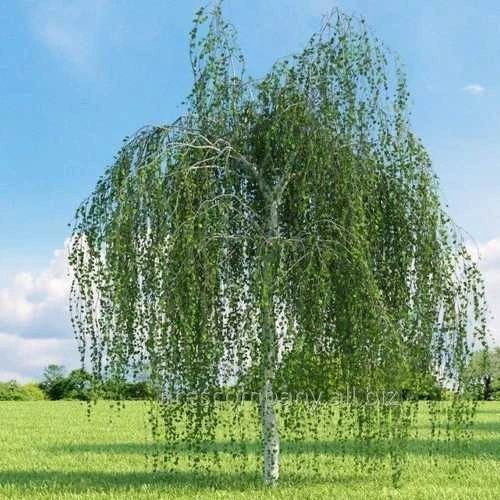 Bahçevilya Huş ağacı fidanı (50*80 cm boylarında) 1-2 yaş arası tüplü - Bahçevilya