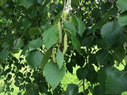 Bahçevilya Huş ağacı fidanı (50*80 cm boylarında) 1 - 2 yaş arası tüplü - Bahçevilya