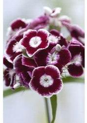 Bahçevilya Hüsnüyusuf (50 adet tohum) - Bahçevilya