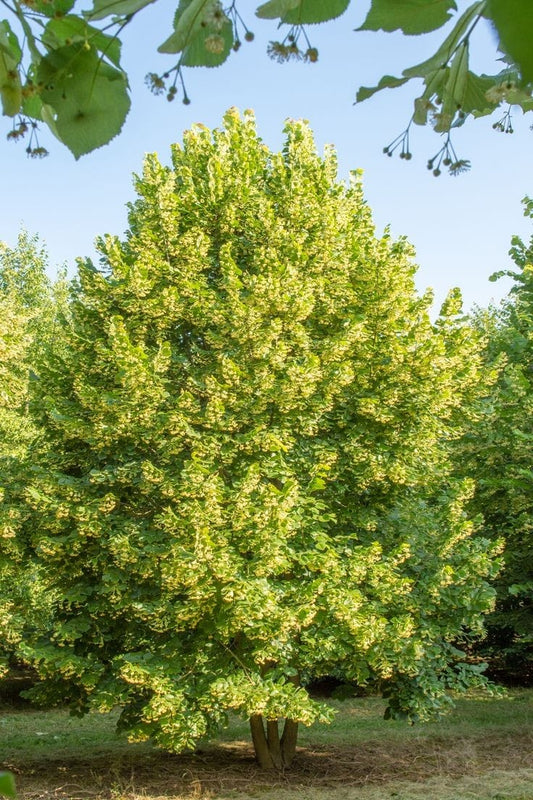 Bahçevilya Ihlamur fidanı 60 - 80 cm boy ( 1 Adet ) 1 - 2 yaş arası tüplü - Bahçevilya