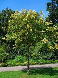 Bahçevilya Kandil feneri ağacı (5 tohum) - Bahçevilya