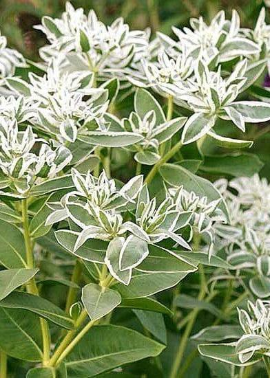 Bahçevilya Kar yağdı tohumu (5 tohum) - Bahçevilya