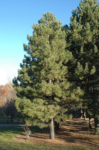 Bahçevilya Kara Çam fidanı 50 - 60 cm Boy ( 1 Adet ) 1 - 2 yaş arası tüplü - Bahçevilya