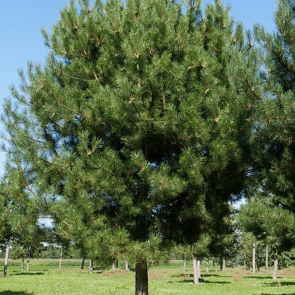 Bahçevilya Kara Çam fidanı 50 - 60 cm Boy ( 3 Adet 1 - 2 yaş arası - Bahçevilya