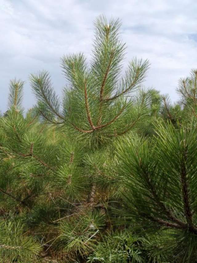 Bahçevilya Kara Çam fidanı 50 - 60 cm Boy ( 3 Adet 1 - 2 yaş arası - Bahçevilya