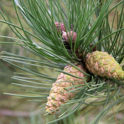 Bahçevilya Kara Çam fidanı 50 - 60 cm Boy ( 3 Adet 1 - 2 yaş arası - Bahçevilya