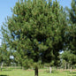 Bahçevilya Kara Çam fidanı 50 - 60 cm Boy ( 3 Adet 1 - 2 yaş arası - Bahçevilya