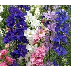 Bahçevilya Karışık Hazeran (35 adet tohum)Delphinium consolida - Bahçevilya