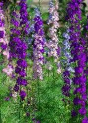 Bahçevilya Karışık Hazeran (35 adet tohum)Delphinium consolida - Bahçevilya