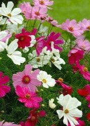 Bahçevilya Karışık Kozmos Çiçeği (50adet) - Bahçevilya
