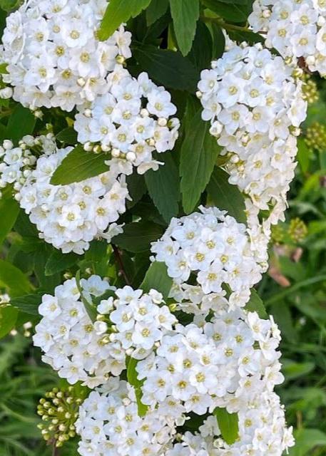 Bahçevilya Keçi Sakalı Fidanı 1 - 2 yaş arası tüplü - Bahçevilya