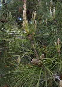 Bahçevilya Kızıl çam fidanı 80 - 100 cm boy ( 1 Adet ) 1 - 2 yaş arası tüplü - Bahçevilya