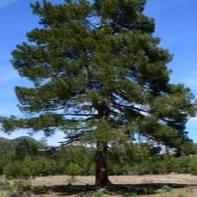 Bahçevilya Kızıl çam fidanı 80 - 100 cm boy ( 3 Adet ) 1 - 2 yaş arası tüplü - Bahçevilya